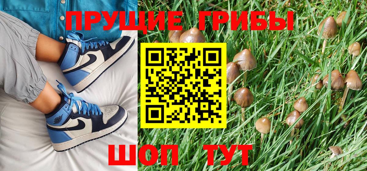 Псилоцибиновые грибы Psilocybine cubensis Людиново